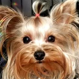 Yorkshire Terriers from Cali Rose Kennel