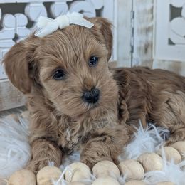 Kiki - Female 2 - Red female Havapoo puppy in Burlington, Iowa from River View Puppies