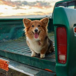 Aspen - Pembroke Welsh Corgi