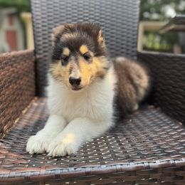 Logan - Black white and tan male Collie puppy in Allendale, Michigan from River-Valley Collies