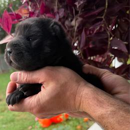 Binx - Black female Chinese Shar-Pei puppy in Auburn, Kansas from Justin's Chinese Shar-Pei