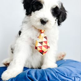Bernedoodle, Goldendoodle, Golden Retriever, and Poodle Puppies from Camp Doodle Woods