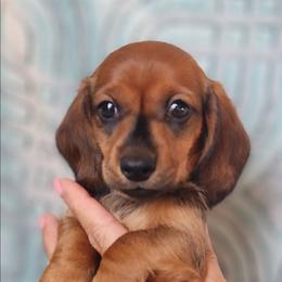 MJ - Wild boar male Dachshund puppy in Goodman, Missouri from Jessica's Dashing Dachsunds and Chihuahuas