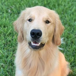 Cappuccino - Golden Retriever puppy in La Porte, Texas from Sunbuilt Retrievers