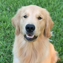 Cappuccino - Golden Retriever puppy in La Porte, Texas from Sunbuilt Retrievers