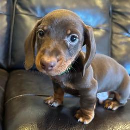 Oliver - Chocolate and tan male Dachshund puppy in Carrollton, Illinois from Kelly's Doxies