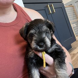 Miniature Schnauzer Puppies from Miles Family Schnauzers