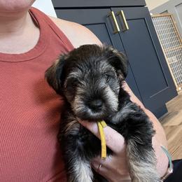 Miniature Schnauzer Puppies from Miles Family Schnauzers