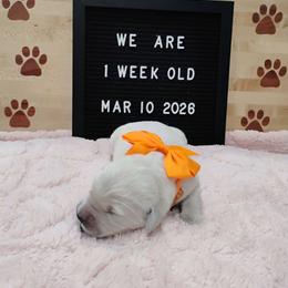 Orange collar girl - Light golden female Golden Retriever puppy in Rochester, Washington from Grand Mound Goldens
