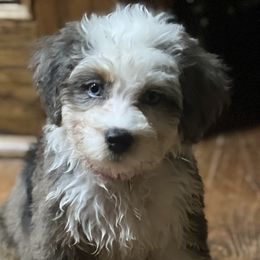 Aussiedoodles from Poodles and Doodles Most Excellent Adventures