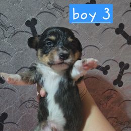 Boy 3 - Black and tan male Pembroke Welsh Corgi puppy in Necedah, Wisconsin from The 6Ks Paws and Hobbies