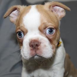 Dusty - Red male Boston Terrier puppy in Brooksville, Florida from I Love Pups