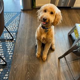 Goldendoodle All Grown Up from Goldenvalley Doodles