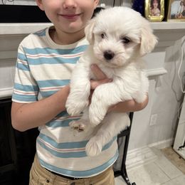 White boy cream ears - White male Coton de Tulear puppy in Pflugerville, Texas from Beethoven’s Cotons