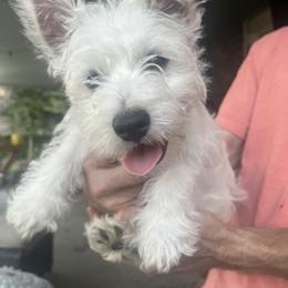 West Highland White Terrier Puppies from Amazing Grace Westies