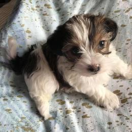Biewer Terrier and Yorkshire Terrier Puppies from Niko Kennel