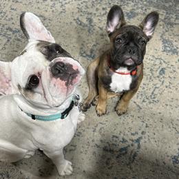 French Bulldog Puppies from Fishie's Frenchies