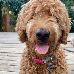 Goldendoodle All Grown Up from Goldenvalley Doodles