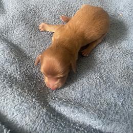 Boy 2 - Red male Dachshund puppy in Navarre, Florida from Sonia’s Creamsicle Dachshunds