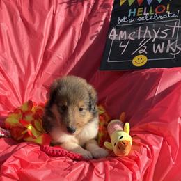 Amethyst - Sable and white female Collie puppy in Carencro, Louisiana from Cajun Bayou's Collies LLC