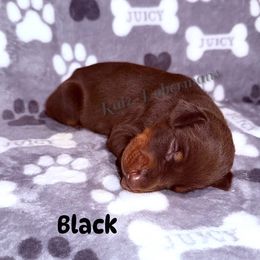 Black Collar - Red and rust male Doberman Pinscher puppy in Louisville, Kentucky from Ruiz Dobermans
