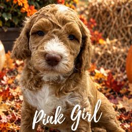 Pink Girl - Red  female Goldendoodle puppy in Travelers Rest, South Carolina from Bailey Mountain Doodles