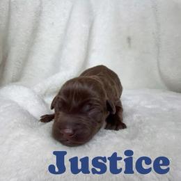 Justice - Chocolate male Labrador Retriever puppy in Lucasville, Ohio from Backwoods Labradors