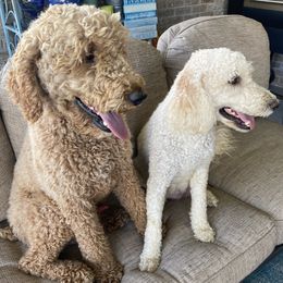 Aussiedoodles from Aussiedoodles in Dixie