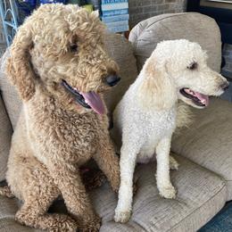 Aussiedoodles from Aussiedoodles in Dixie