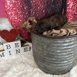 Aussiedoodle Puppies from Soap Creek Kennels