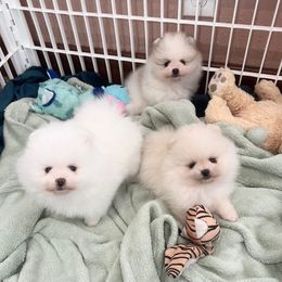 Daisy's Cream Puppy - Cream female Pomeranian puppy in Pocatello, Idaho from Avalon Pomeranians