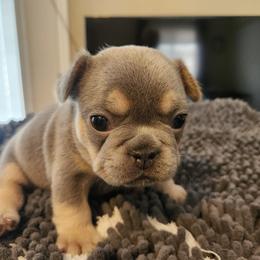 Sweet and very social. - Blue female French Bulldog puppy in Grand Junction, Colorado from Elisabeth's Frenchies