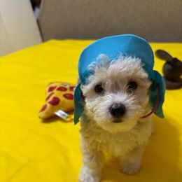 Yeti-White Collar - White male Bichon Frise puppy in 63101 (St. Louis Metro Area), Missouri from BichonSTL