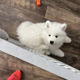Samoyed Puppies from Sugar Sweet Samoyeds