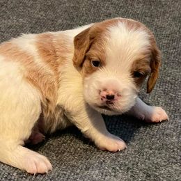 Brittany Puppies from Bent River Bretons
