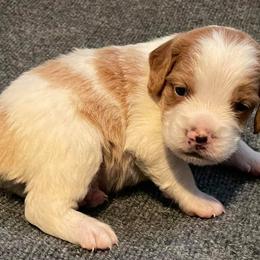 Brittany Puppies from Bent River Bretons