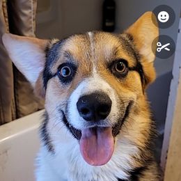 Dexter - Pembroke Welsh Corgi