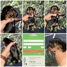 Boone - Black and gold male Morkie puppy in Cleveland, Tennessee from Moody’s Morkies and More
