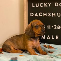 Boy 4 - Dachshund puppy from Lucky Dog Dachshunds