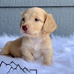 Waylon - Cream Dachshund puppy in Clyde Park, Montana from Boondachs FKA Koch’s Mini Dachshunds