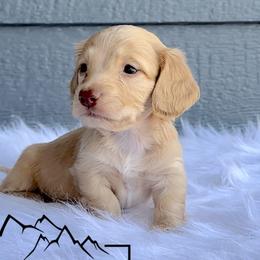 Waylon - Cream Dachshund puppy in Clyde Park, Montana from Boondachs FKA Koch’s Mini Dachshunds