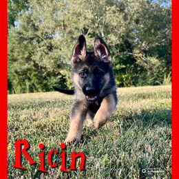Ricin - Black and tan female German Shepherd puppy in Lewisburg, Kentucky from RED’s German Shepherds