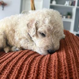 Grey - Cream male Goldendoodle puppy in Brooksville, Florida from Abby’s Standard Goldendoodles