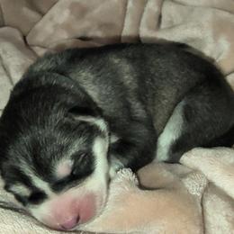 Kratos - Sable and white male Siberian Husky puppy in Richland, Mississippi from Feazell’s Siberian Huskies
