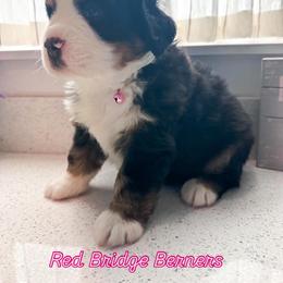 Bernese Mountain Dog Puppies from Red Bridge Berners