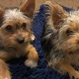 Yorkshire Terriers from Julie Canty - Live Oak, Florida