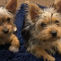 Yorkshire Terriers from Julie Canty - Live Oak, Florida