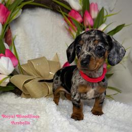 Arabella - Dapple female Dachshund puppy in Wooldridge, Missouri from Royal Bloodline Canines