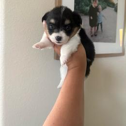 Daisy - Black and tan female Pembroke Welsh Corgi puppy in Red Bluff, California from Wilder Ranch Corgis