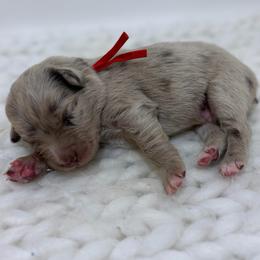 Paddington - Red Collar - Red merle male Australian Shepherd puppy in San Marcos, California from Faith Family Freedom Farm
